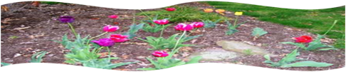 tulips_divider