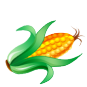 corn