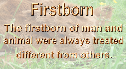 firstborn