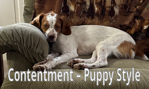 ecc 2 contentment