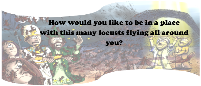 locusts