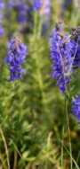 hyssop