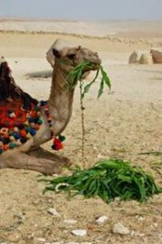 Camel eating