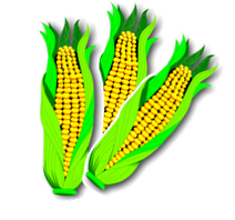 corn