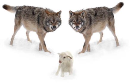 isa 65 wolf lamb