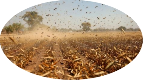 joel 1 locusts