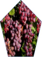 judg 8 grapes