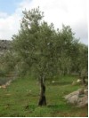 judg 9 olive tree