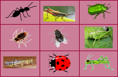 insects