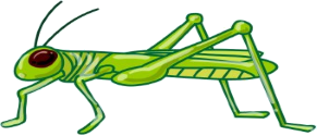 grasshopper