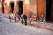 donkeys